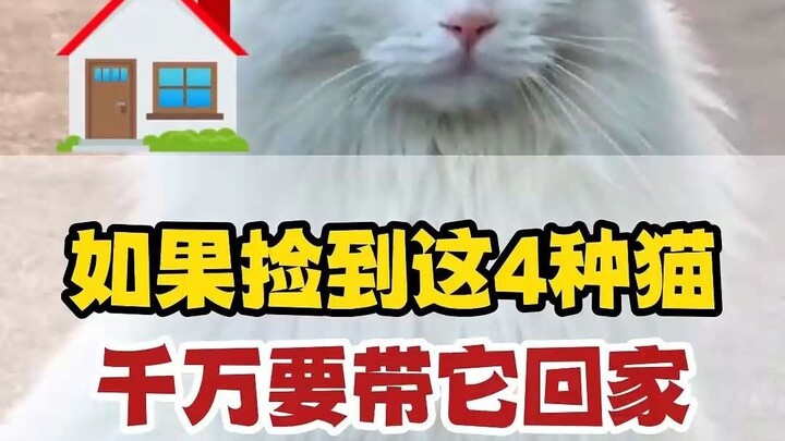 Anak kucing yang setia pada tuannya, membalas budi, membawa keberuntungan, dan berpotensi besar