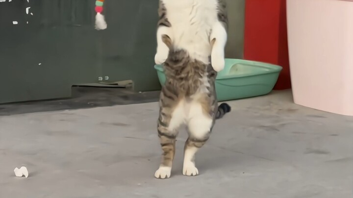 لا تشفق على كل قطة غير مقيدة.