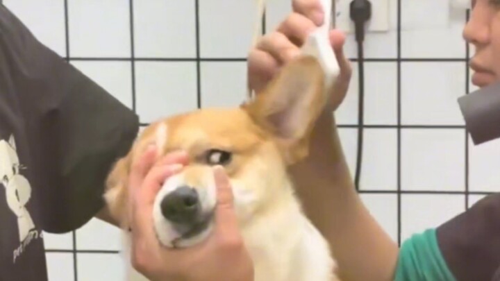 หมา: บางที…ฉันก็อยากโทรแจ้งตำรวจจริงๆ นะ!!!