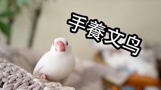 【Whale】如何手养文鸟？—乖巧好吸的文鸟养成过程