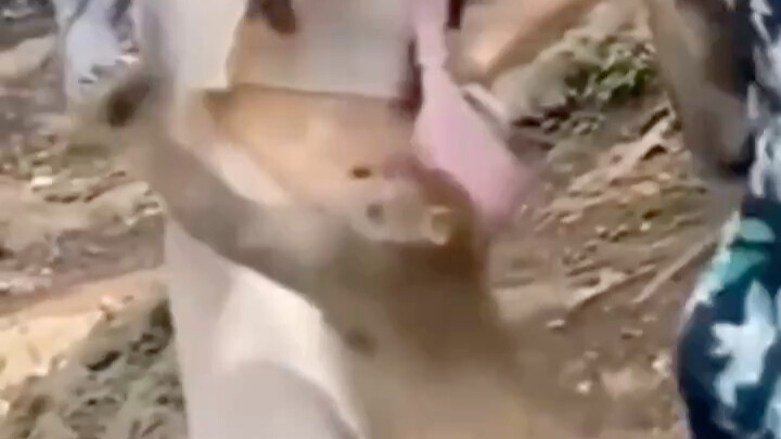 ลิงป่าแอบถลกกระโปรงสาวสวย ทำไมถึงไม่มีใครห้าม?