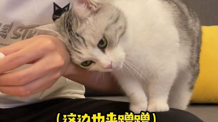 แมวไนท์คลับ ขี้อ้อนฉันเชี่ยวชาญเลยล่ะ