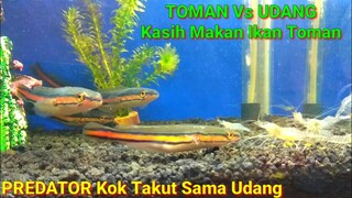 Toman Dikasih Udang - Predator Kok Takut Sama Udang