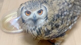 How to kill a bird of prey