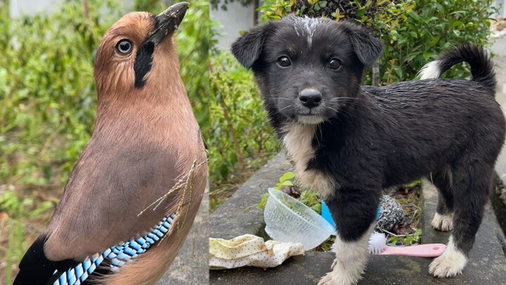 Kodok pengin makan daging angsa? Kamu agak bodoh nih!