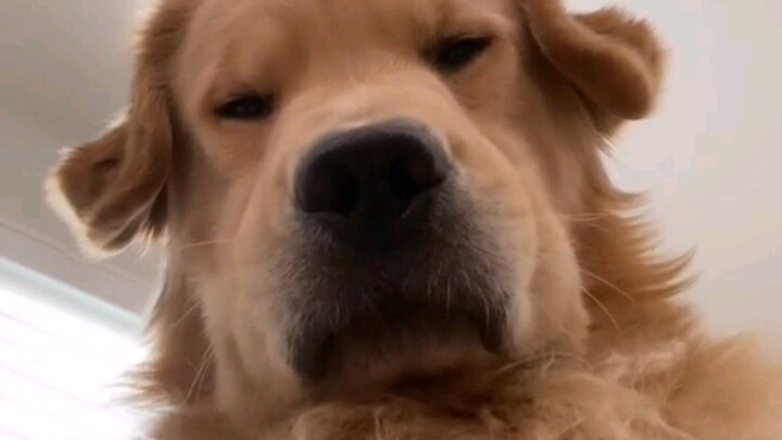 [A must-read for dog lovers] Gogou is here to wake you up! Otherwise, he'll keep staring at you.
