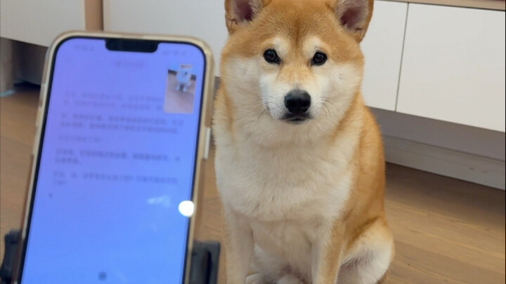 سؤال: كم كلبًا في الفيديو؟