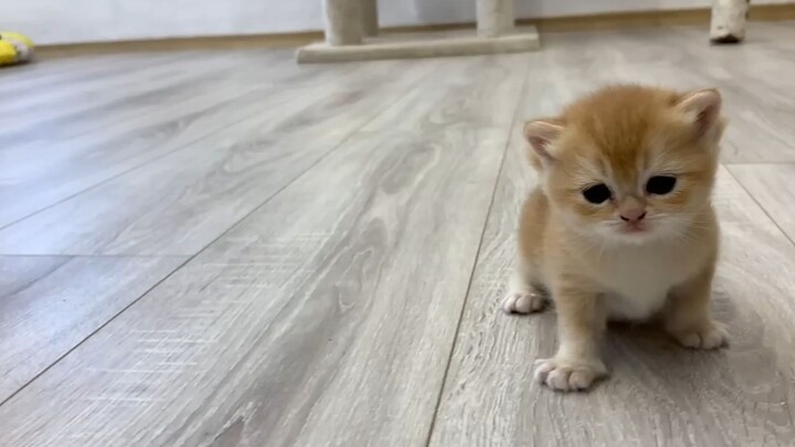 boss cute quá đi mất :3