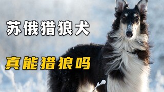 苏俄猎狼犬，真的能猎狼吗？