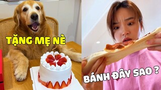 Đại Trang | Đại Trang Bí Mật Làm Bánh Sinh Nhật Cho Mẹ Và Cái Kết 🤣 Gâu Đần Official