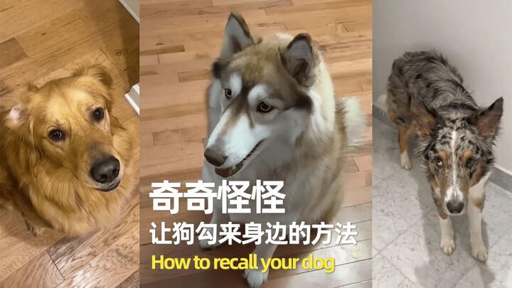 Berbagai cara aneh-aneh agar si anjing datang sendiri padamu 🦴