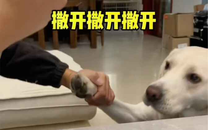 这狗子玩不起～