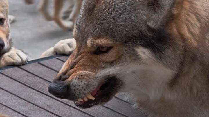 [Czech Wolfdog] It’s not just humans who go crazy and lose control after spending too much time cari