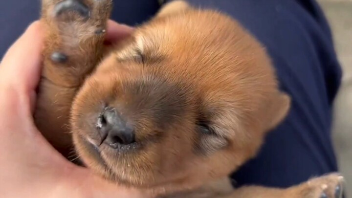 I’ve got a little puppy too!