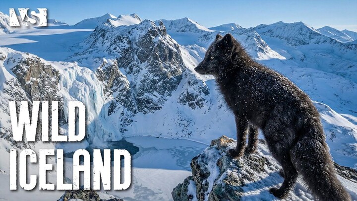 How Animals Survive the Winter (Wildlife Documentary) (1080P_HD)