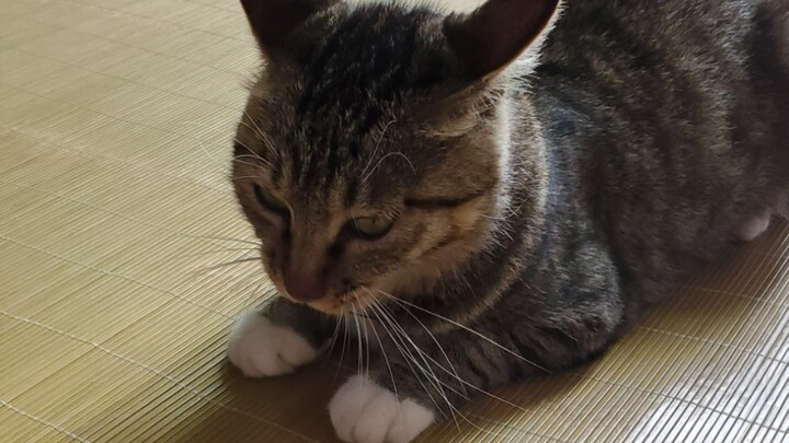 In a little while, I caught and ate three cicadas ←_← Now I’m off to hustle again.