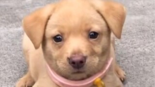 【Đậu phộng A Tọa】Từ một củ khoai tây nhỏ bé đã biến thành một chiếc ghế xe ô tô