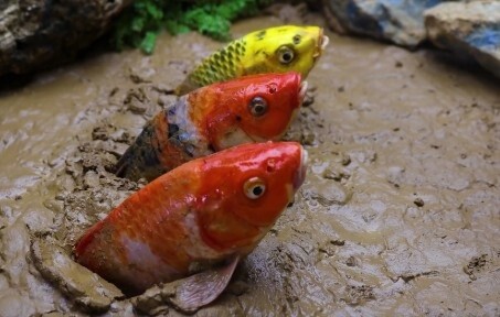[MAD]The koi in the underground pond are so interesting