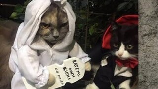 KUCING RUMIT - Paling imut eps.3
