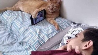 มีมที่ฉันดูกับแมวของฉัน