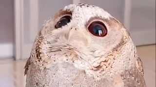 😍 🦉 还有这种颜色的猫头鹰？是不是偷偷染发了！