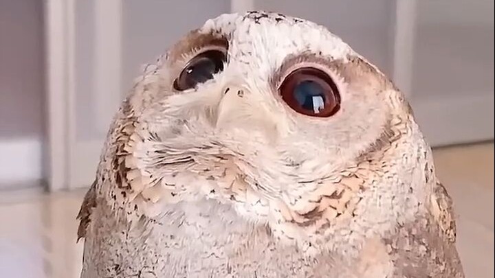 😍 🦉 还有这种颜色的猫头鹰？是不是偷偷染发了！