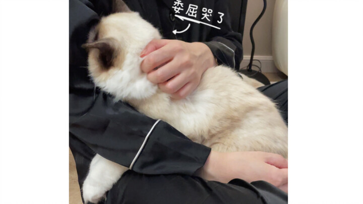 بكت من الغبن؛ قطعة فانتوم وزنها 12 جين تعرّضت للضرب من قبل كلب دوبرمان عمره 40 يومًا.