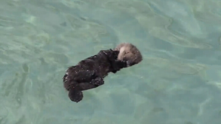 The little sea otter was asleep when a wave washed over it and woke it up. Mom quickly rushed over, 