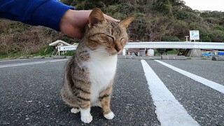 I found a wild cat in the parking lot! It approached me and started chatting with me.