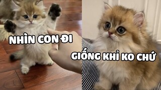 Bé xiu mà quậy banh nóc, nhưng mà dễ thương 😆  | Pets TV