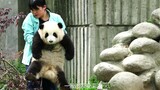 【大熊猫 和花】六一福利：胖花花小朋友，奶妈要抱不动你了