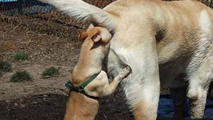 Animal Edition! The “Can’t Go a Day Without Watching” Series #24