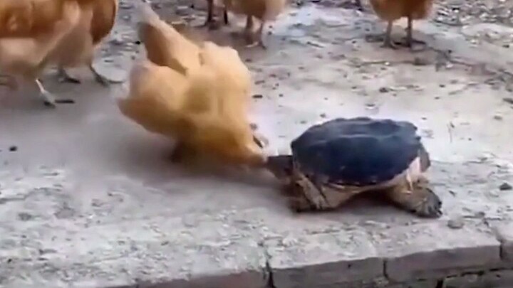 ดูเหมือนฉันเริ่มเข้าใจภาษาสัตว์ได้แล้ว