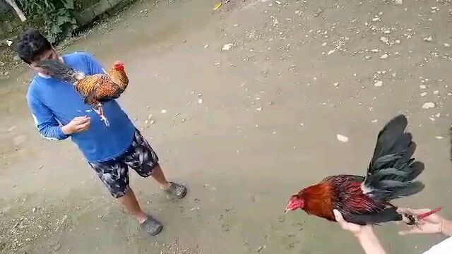 Laban n 11/25/23 win