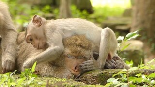 Adorable Baby Monkey Sadness Requests Mom Milk, Priyana Was Sleep Well Don’t Care A Bout Baby