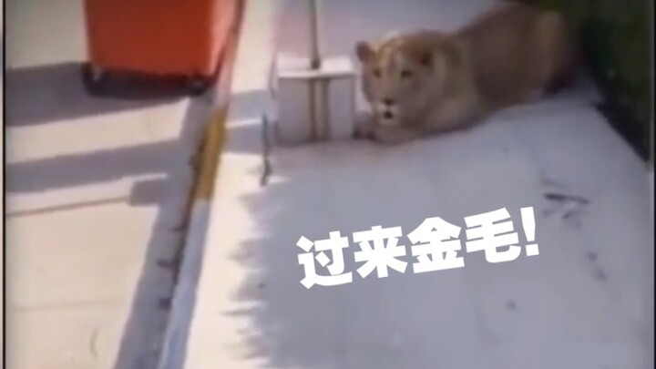 Singa: Kamu yang anjing golden retriever, sekeluarga kamu juga golden retriever