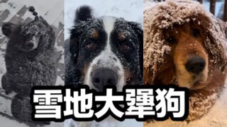 下雪天会出现以下犟种小狗