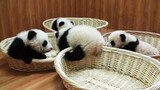 Panda: Kandangmu Sepertinya Lebih Enak Untuk Tidur