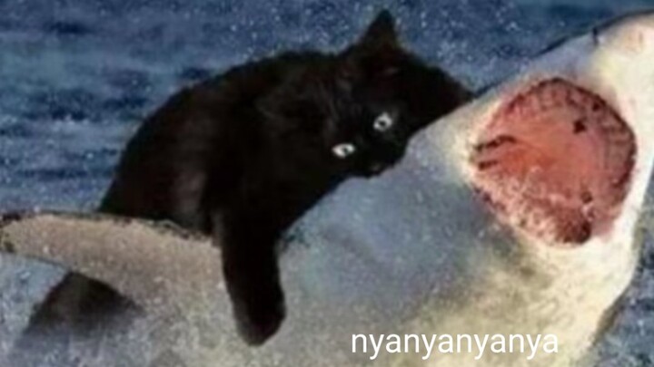 لغز لفظي من هوا موشي |