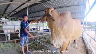 วัวบราห์มันสีแดง ท้อง รอส่งมอบ กับKK  Farm