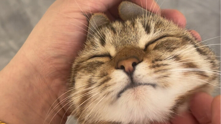 ติดตามกันและกัน จิ้งจอก