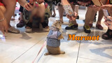 [Animals]My groundhog's experience in Raffles 