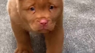 Happy Doggy ❣️❣️