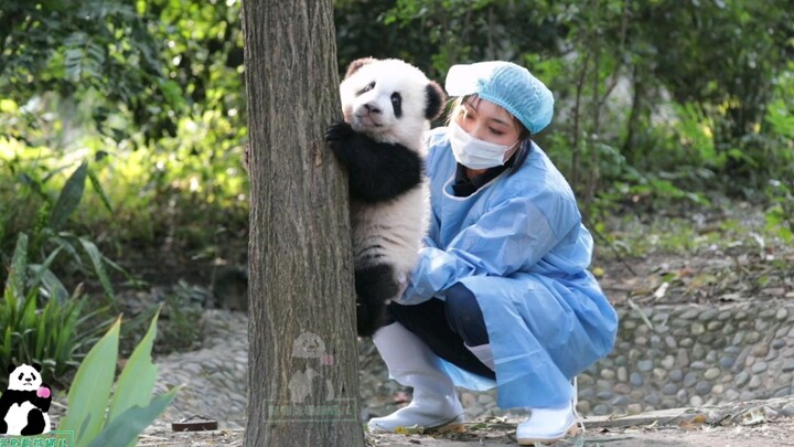 [Giant Panda Fududu] Your little cutie suddenly showed up, then suddenly climbed a tree!