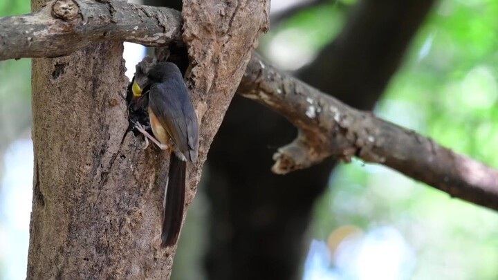 begini rupannya sarang burung murai batu yang ada di dalam hutan
