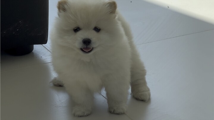 Punya 2 anjing Shiba Inu: yang hitam harus disemprot setiap kali mandi! Yang kuning mabuk perjalanan