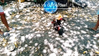 pumpkin Hatch vs Dark fowl