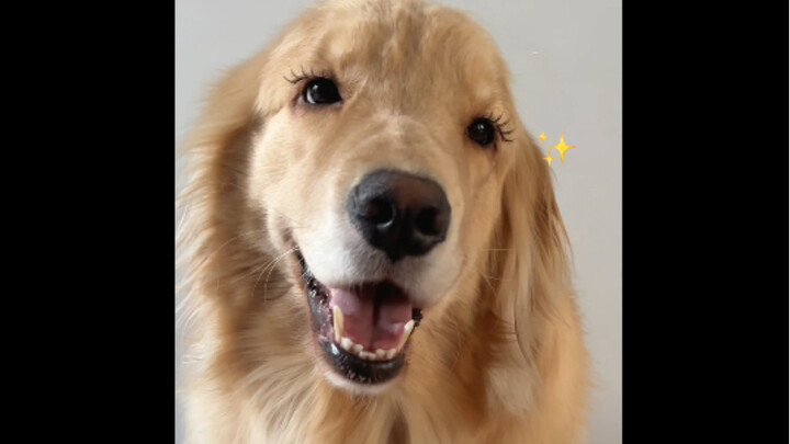Bought magnetic false eyelashes—my dog says they’re pretty easy to use 🤣