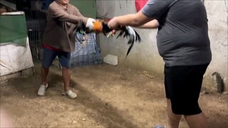 2nd round sparing stag vs BC