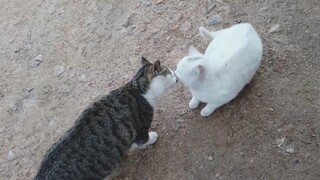 Sau 85 ngày xa cách, cuối cùng chúng đã gặp lại nhau, hai chú mèo hoang nhỏ đoàn tụ rồi! Từ nay sẽ k